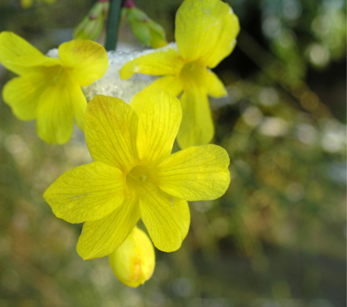 Časně kvetoucí, vonné keře