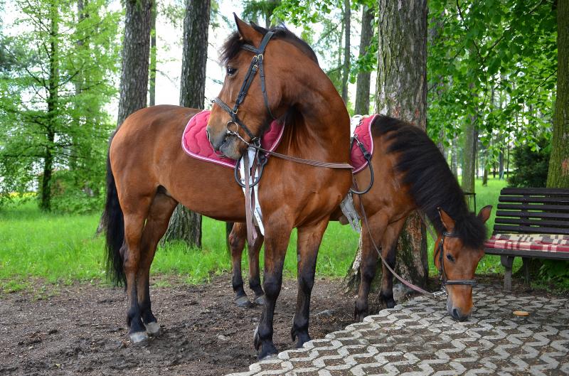 huculské klisny pro dětské klienty připravené k terapii