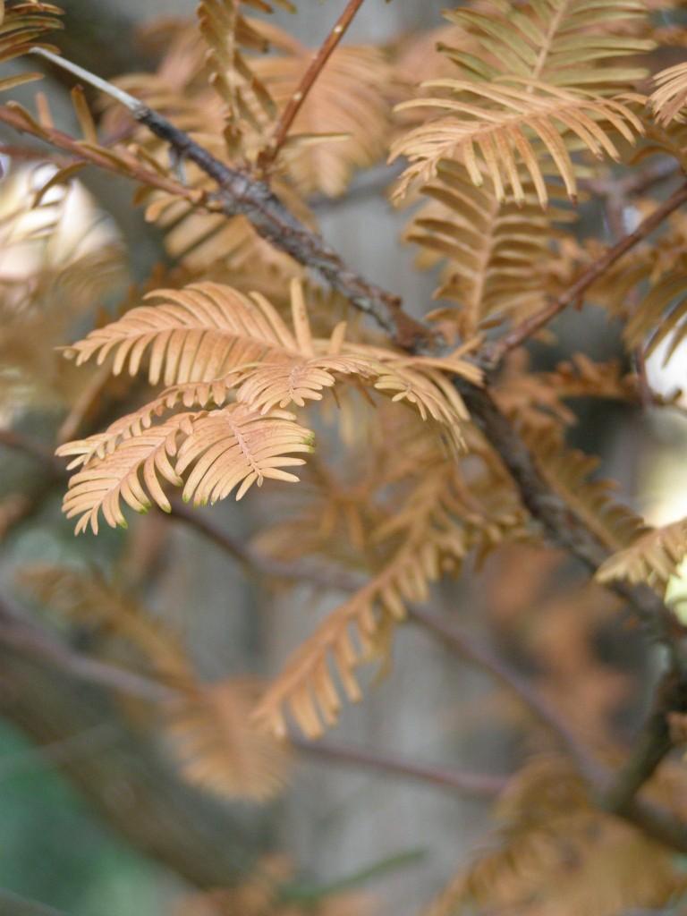 metasekvoje tisovcovitá - detail