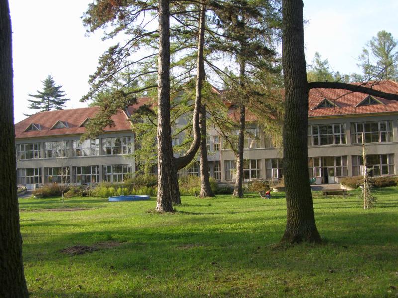 Borovice lesní, modřín opadavý (vzadu pavilón C)